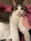 A beautiful, white and gray tabby cat with a little pink nose and big, green eyes and pointy ears