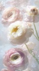 Ranunculus, bright and shiny background, transparency, gold, white, light pink, sparkling cherry petals dancing ,artwork by Jeffrey Catherin